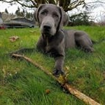 baxter allen - Instagram Profile Picture of baxter allen (@baxterthecharcoallab) on Instagram