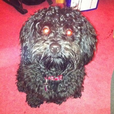 Profile Picture of Ian Reeves (@ianreeves29) on Twitter