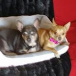 Profile Picture of Buddy & Princess (@buddy7_princess5) on Instagram