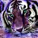 Profile Picture of Lisa Wersinger S (@lisawersingers) on Pinterest