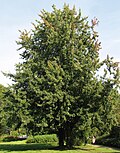 Profile Picture of Acer saccharinum - Wikipediaon Wikipedia
