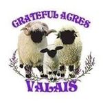Profile Picture of Valais at Grateful Acres (@valais_at_grateful_acres) on Instagram