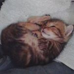 Profile Picture of 許海量 (@gerilovekiss) on Instagram