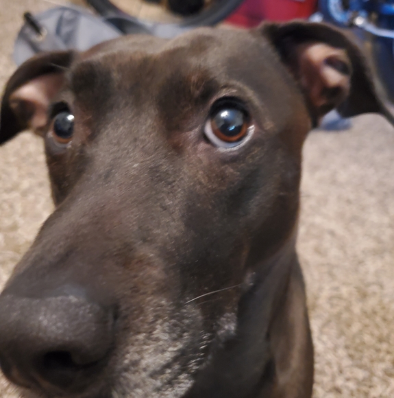 Profile Picture of Dave Frank (@dffrank84) on Poshmark