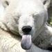Profile Picture of Eric Hansen (@colpolarbear) on Pinterest