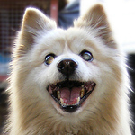 Profile Picture of James Willis (@procyon_lotor19) on Flickr