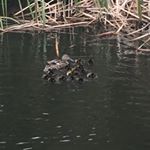 Profile Picture of Malachi Watson (@malachi._.watson) on Instagram