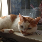 Profile Picture of Stan Liu (@lyc2345) on Youtube