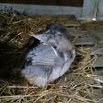 Profile Picture of Trinity Chadwick (@homer.the.duck) on Instagram