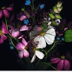 Profile Picture of Paulette Wilkins (@wilkins.paulette) on Instagram