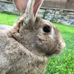 Profile Picture of Peter Rabit (@peter_therabit) on Instagram