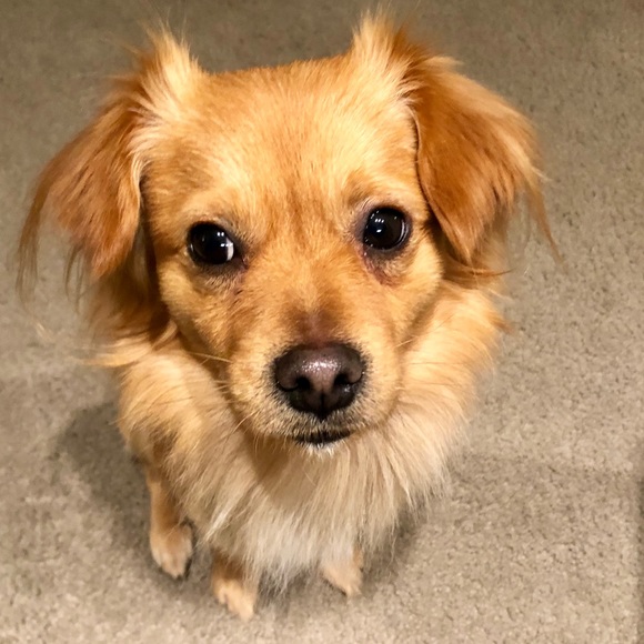 Profile Picture of Jing lan Lin (@jen9126) on Poshmark