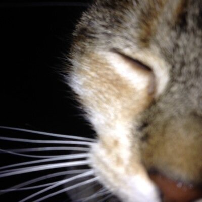Profile Picture of Chantal Simon (@rourkesmeow1) on Twitter