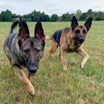 Profile Picture of Adam Doucette | ADK9 MA 🇺🇸 (@adk9_ma) on Instagram