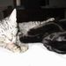 Profile Picture of Shelly Hulsebus (@licoricecandy) on Pinterest