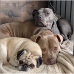 Profile Picture of Lamar, Fisher, and Beau (@2pitts_and_uh_pug) on Instagram