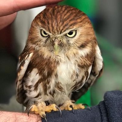 Profile Picture of Tony Ogden (@TonyOgden10) on Twitter