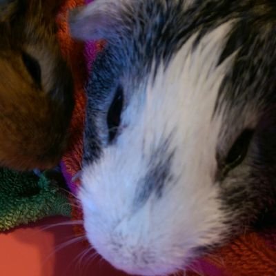 Profile Picture of Jacob Trainor (@Jacobtrai) on Twitter