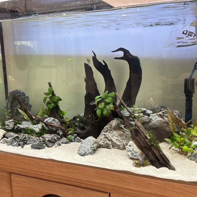 Profile Picture of Adam bush (@tanksforallthefish105) on Tiktok