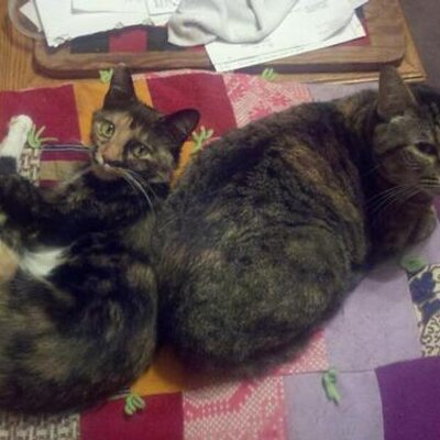 Profile Picture of Bob (@MrMorden) on Twitter