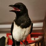 Profile Picture of S I M O N 🐦 (@simon_the_crow) on Instagram