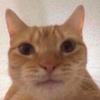 Profile Picture of Brennan Moore (@@thotannihillator) on Tiktok
