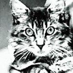 Profile Picture of Elisabeth Nguyen (@nguyenelisabeth) on Instagram