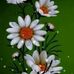 Profile Picture of Lakshman Singh Lakshman Singh (@lakshmansingh.lakshmansingh.14268) on Facebook