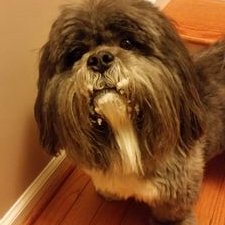 Profile Picture of Steve Halpin (@Stehal19034) on Twitter