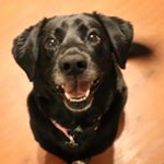 Profile Picture of Lily Marroquin (@thats_our_lily) on Instagram