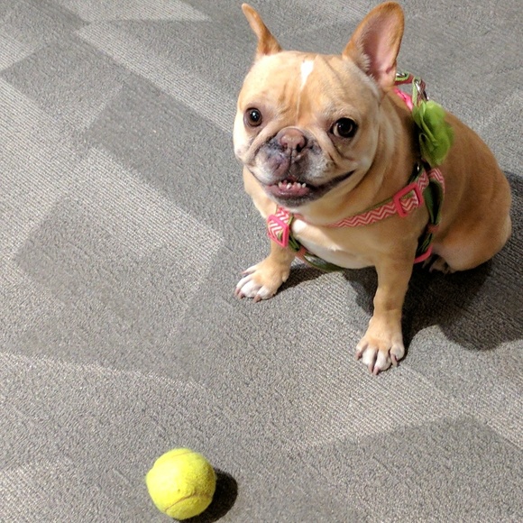 Profile Picture of Melissa Dolfay (@mdolfay) on Poshmark