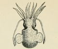 Profile Picture of Sepietta owenianaon Wikipedia