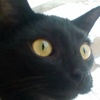 Profile Picture of Jaxson annis (@@jaxson_cat) on Tiktok