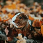 Profile Picture of Gracie Plunkett (@Gracie-Plunkett) on Facebook