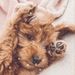 Profile Picture of Rachel Yoder (@yoderrachel12) on Pinterest