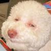 Profile Picture of Aaron Hodges (@@i_russian_man) on Tiktok