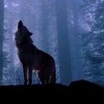 Sean Shipley - Instagram Profile Picture of Sean Shipley (@silentwolf74) on Instagram