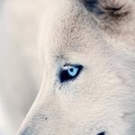 Profile Picture of Gregg Chambers (@madvlad14) on Instagram