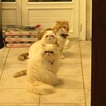 Profile Picture of Bashar M. (@bashar_mahmassani) on Instagram