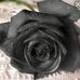 Profile Picture of Cecilia Miguel (@cecilia.miguel.90857901) on Facebook