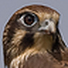 Profile Picture of steve happ (@steve happ) on Flickr