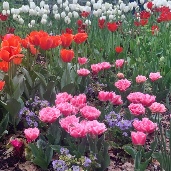 Profile Picture of Lucia Salgado odell (@luchicita) on Poshmark