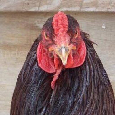 Profile Picture of Travis Anders (@anderspoultry) on Twitter