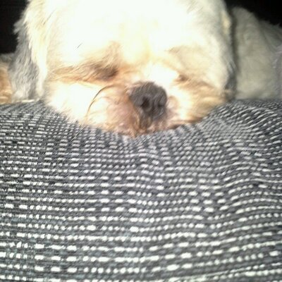 Profile Picture of Ken O Shea (@kenoshea100) on Twitter