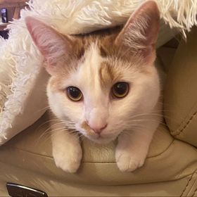 Profile Picture of Chloe McKay (@chloestar97) on Pinterest