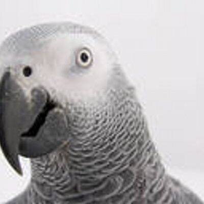 Profile Picture of Sid Parrot (@Pat_Cartwright) on Twitter