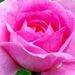 Profile Picture of Fran DeSchryver (@festher) on Pinterest
