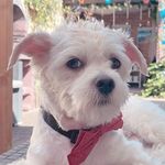 Profile Picture of Yolanda Britto (@brittoyolanda) on Instagram