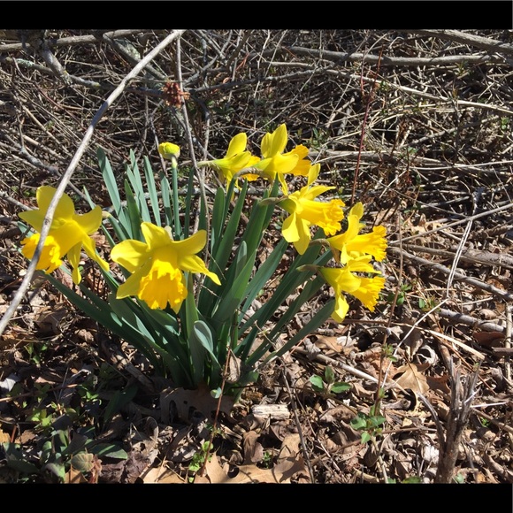 Profile Picture of Ava Feldstein (@pinefashion) on Poshmark