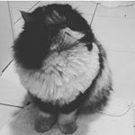 Profile Picture of Alice Cavalcanti Lopez (@lilic1000) on Instagram
